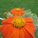 Tithonia rotundifolia 'Goldfinger' fleur